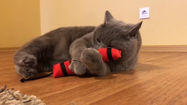 СМЕШНАЯ реакция британского кота на кошачью мяту / British cat/ 有趣的英国猫 смотреть онлайн