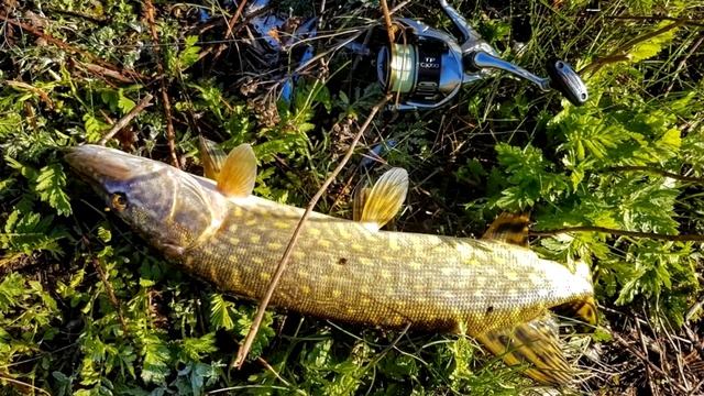 ЛУЧШИЕ ПРИМАНКИ НА ЩУКУ. ЛОВЛЯ ЩУКИ ВЕСНОЙ. ТОП ПРИМАНОК смотреть онлайн