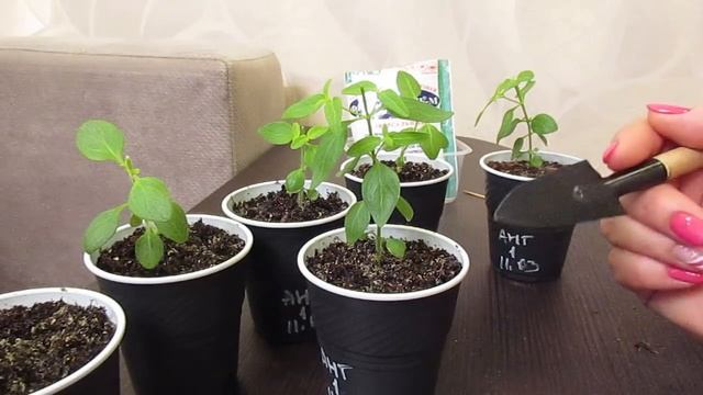 Избавляемся от корневой гнили.22.05.2019 смотреть онлайн