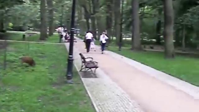 Свиноустье 2012 год. смотреть онлайн