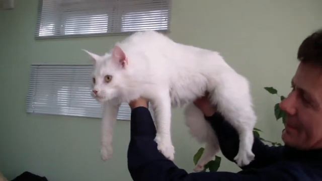 Питомник кошек мейн-кун БОРОРО смотреть онлайн