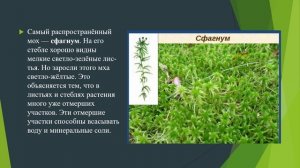 Мхи биология 7 кл 8 вид.mp4