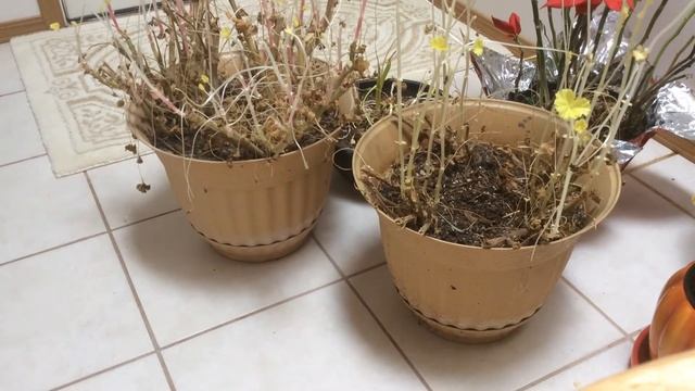 Герань (Пеларгония) . Geranium (Pelargonium) смотреть онлайн