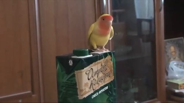 Попугай с похмелья !