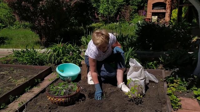 СПЕЦВЫПУСК ? Посадка огурцов в траву, с секретом / Садовый гид смотреть онлайн