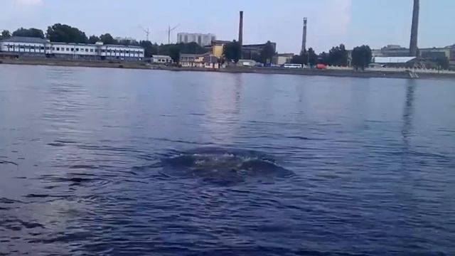 Купание в Неве (Сбылась мечта Вахитыча) смотреть онлайн