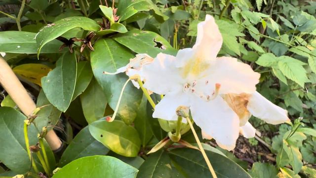 September Flowering Cunningham's 💙 White RHODODENDRON PONTICUM ##healthifymylife #healthifycoach смотреть онлайн