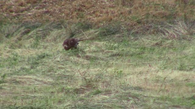 23_05_2021_Малый подорлик на моём лугу ужинает.mp4 смотреть онлайн