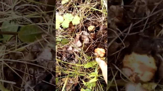 Грибы коровники светло-желтые и коричневые. Радости тихой охоты! смотреть онлайн