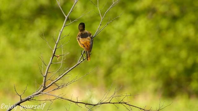 Beautiful Birds Singing in Forest • Instant Relief from Stress and Anxiety, Deep Healing Music #18 смотреть онлайн