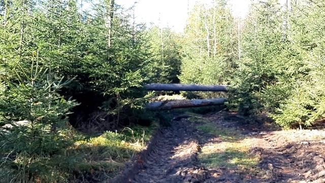 EXTREME Tree felling with a chainsaw in inaccessible terrain, Garden and Forest, TOP VIDEO смотреть онлайн