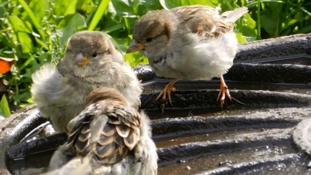 И, ОМЫВ ДОЖДЁМ БЕРЁЗЫ смотреть онлайн