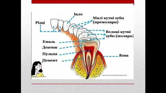 Подготовка к ЕГЭ по биологии. Презентация моей авторской методики атласа -раскраски. смотреть онлайн