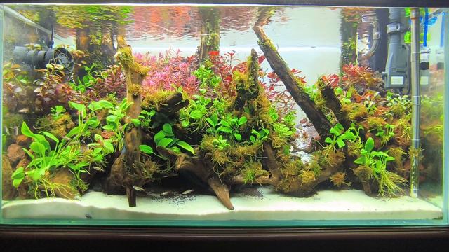 Aquarium_laboratory.mp4