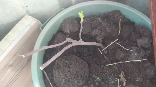 инжир и маракуйя северная (пассифлора инкарната), дома на лоджии, из черенков! смотреть онлайн