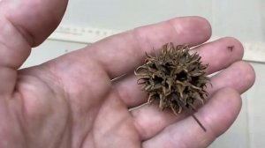 Плоды амбрового дерева ( для декора аквариума )