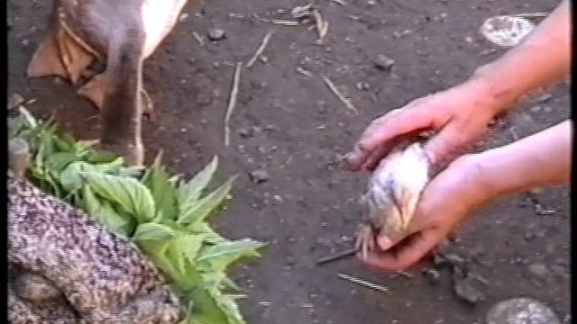 Сафоновка 1997 г смотреть онлайн