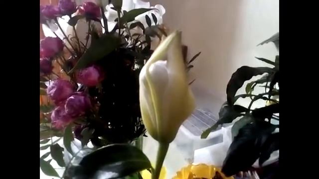 Цветы Лима РБ. Лима РБ Салават отзыв. Нам жаль что так получилось смотреть онлайн