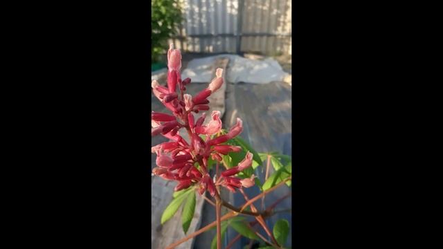 Каштан павия 'Atrosanguinea'. Первогодка #Shorts смотреть онлайн