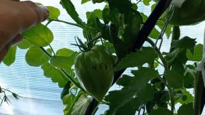 Томат Заилийский Алатау желтый