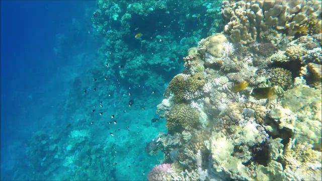 EGIPT sharm RIXOS смотреть онлайн