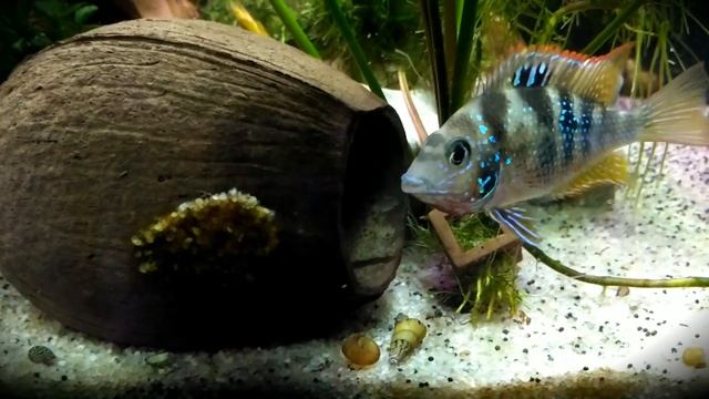 Цихлазома Элиота. Вторая пара. Нерест. смотреть онлайн