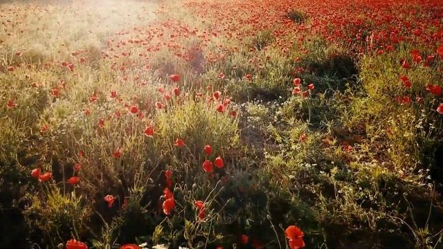 Sound Of Nature Flower Field Soothing Deep Sleep Music For Concentration Studying Or Reading