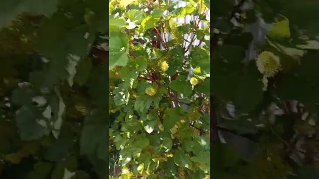 Сорт винограда Кристалл на 9 июня 2023 года смотреть онлайн