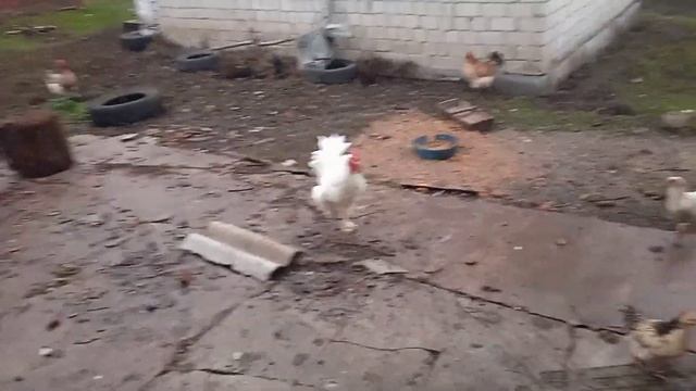 Кормлю кур кукурузой и пшеницей и надеюсь на яйца . смотреть онлайн