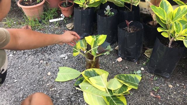 Plant propagation technique / Pembiakan pokok melalui keratan batang смотреть онлайн