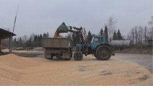 Сушим кукурузу мобильной зерносушилкой