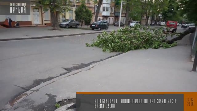 Упало дерево на тротуар и проезжую часть . Ул Нежинская смотреть онлайн