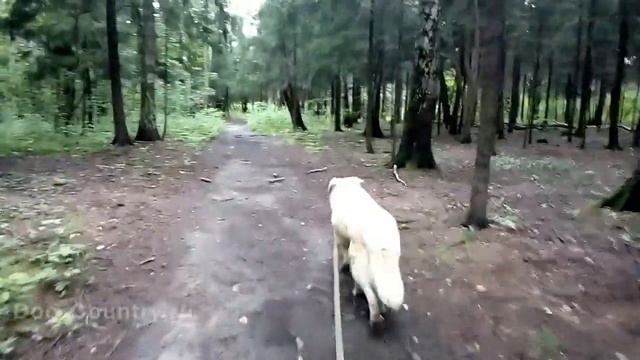 Dog Country: передержка Крупной собаки 11. Передержка собак, кошек и других животных в Москве