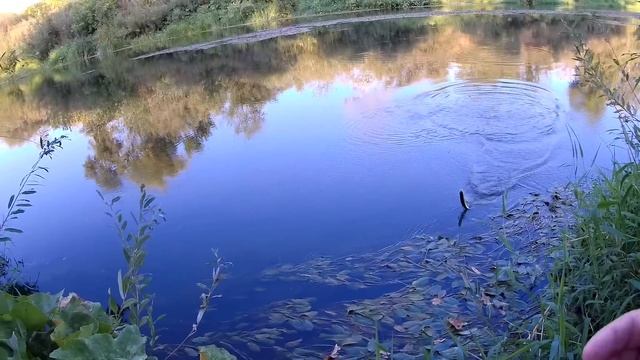 Первая рыбалка в сентябре 2022, суперклёв и итоги конкурса. смотреть онлайн