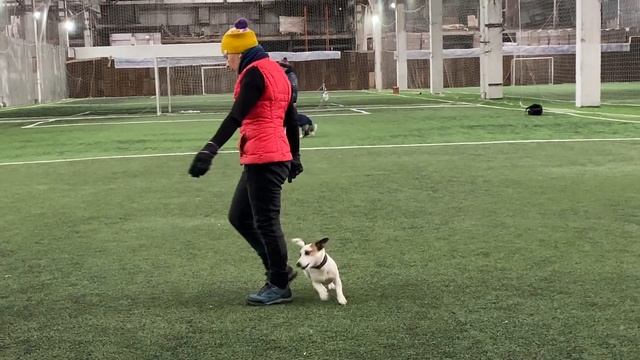 Как научить собаку командам Дрессировка собаки Танцы с собакой Гувер Танец Элементы 21.03.2022 г. смотреть онлайн