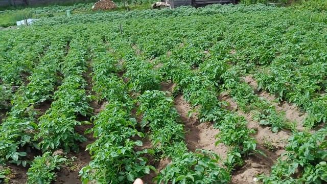 Из чего вяжем банные веники? Во дворе на огороде. Будни Олега. смотреть онлайн