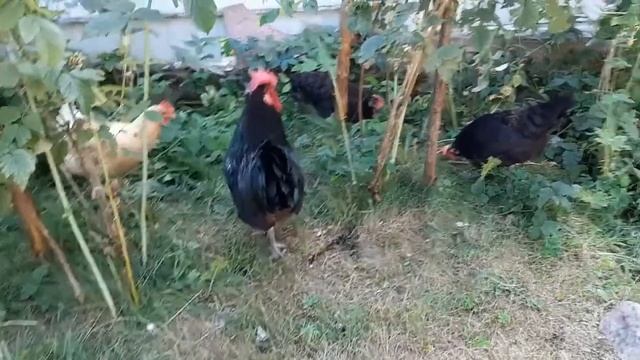 Петух умеет прыгать. Видео про петуха. смотреть онлайн