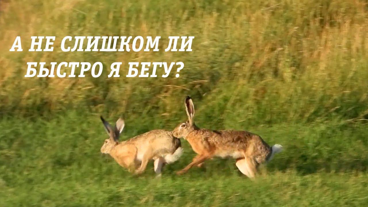 А не слишком ли быстро я бегу? / Don't you think that I am running too fast? смотреть онлайн