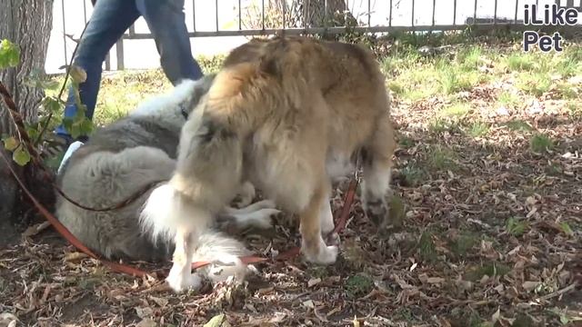 Кавказская овчарка на ilikepet. Особенности породы, уход смотреть онлайн