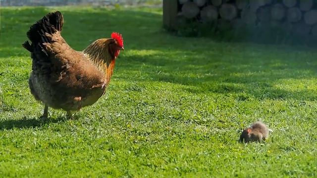 Ninja rat vs Matrix chicken!! смотреть онлайн