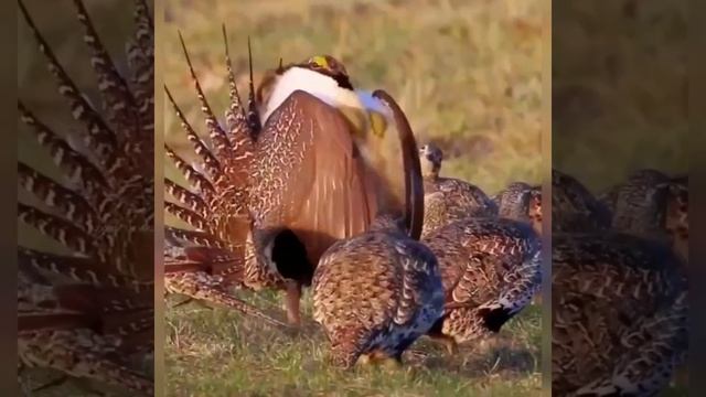 Подводный мир. Природа. Обезьяны. Птицы. Животные. Красивая природа. Планета Земля смотреть онлайн