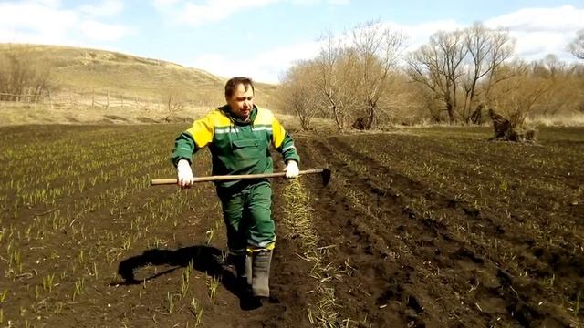 Чеснок 2020/ Начало сезона/ Сколько чеснока осталось в земле смотреть онлайн