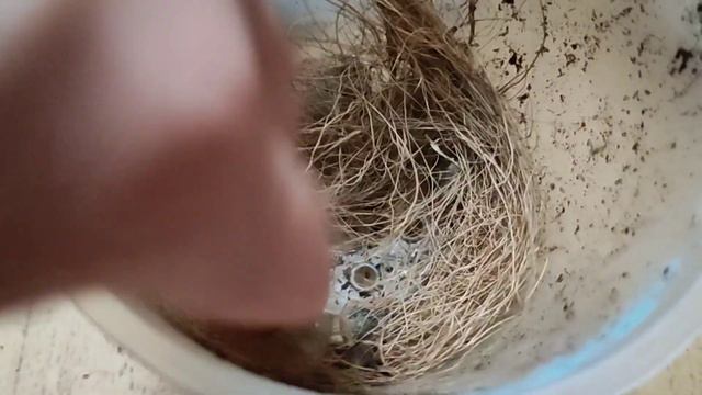 Экстренная Пересадка "ДИКОГО КОТА" смотреть онлайн
