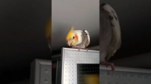 Попугай корелла говорит и поет🎶