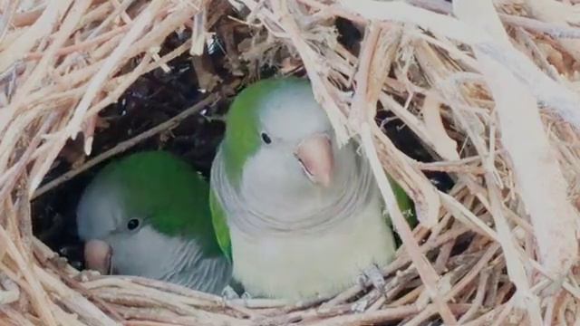 друзья всем привет какая порода птиц перед вами? пишем в комментариях не стесняйтесь смотреть онлайн