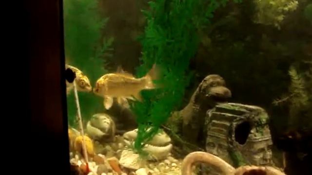 Карп | Mirror Carp (Киров) смотреть онлайн