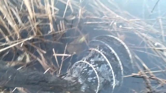 Видео Рыбалка в Павловском Посаде смотреть онлайн