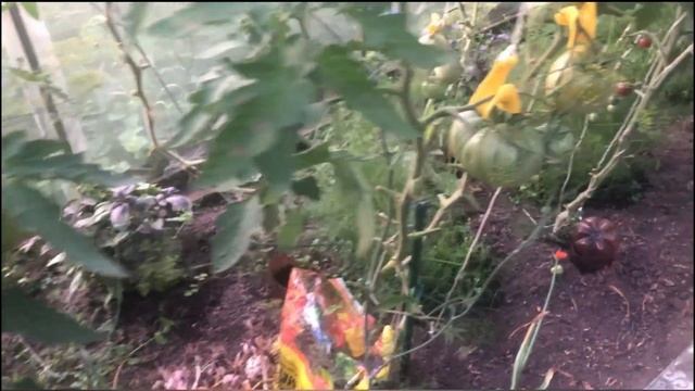 На даче у ШЕФ ПОВАРА. Используя каждый сантиметр земли с пользой на 100% смотреть онлайн