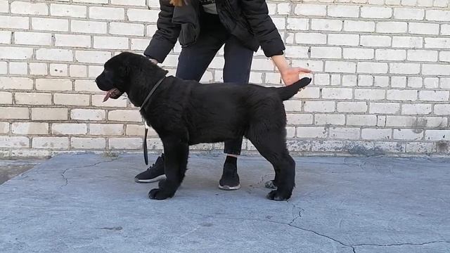 ОЕССЕНН СТИЛЬ Каусар 4 месяца. Кобель в продаже. Наш сайт: oessenn-stil.ru смотреть онлайн