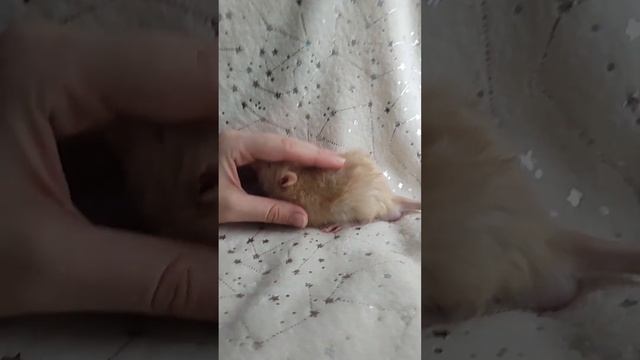 Это Мексиканский тушкан? Нет, это Шанхайский барс! смотреть онлайн